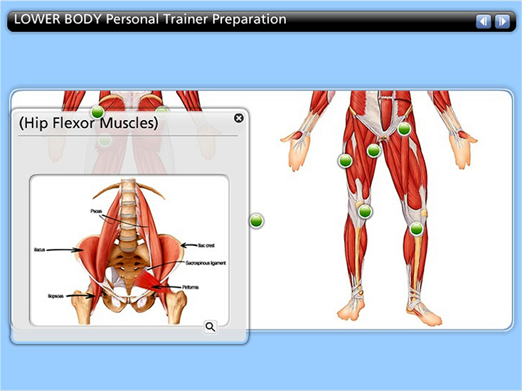 Nasm Muscle Chart